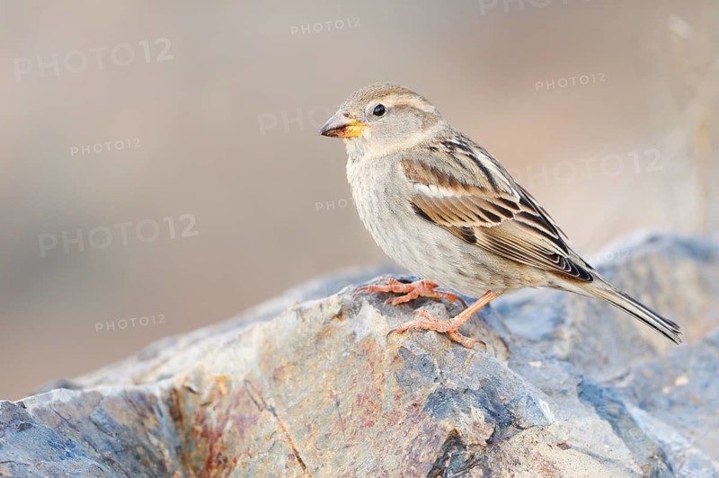 Spanish Bunting (Passer hispaniolensis), female, Fuerteventura, Canary Islands, Spain