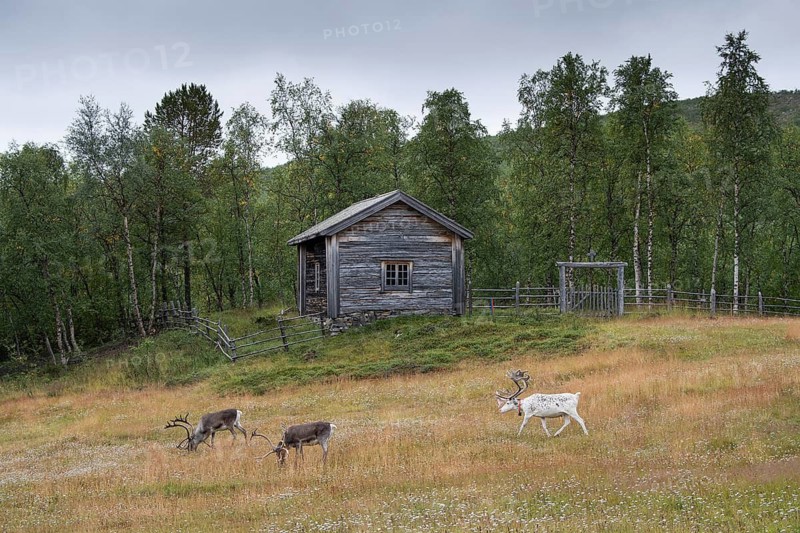 Three reindeer graze in front of a wooden house, church parlour at Mantojärvi, cemetery, Utsjoki or Ohcejohka, Lapland, Finland