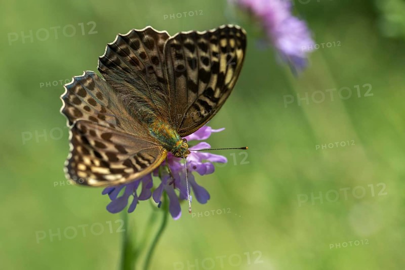 Argynnis paphia, imperial mantle, silver-washed fritillary, butterfly, female, insects, butterfly, butterflies, butterflies, female