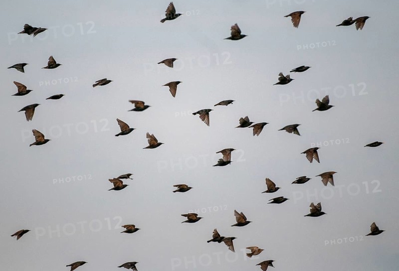 Star, starling, Sturnus vulgaris, birds, flying, flight, passeri, songbirds, swarm of birds, bird migration, birds