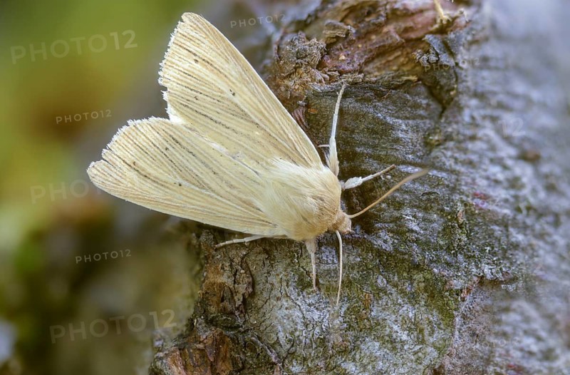 Pale grass owl, grass owl, mythimna pallens, sideridis pallens, common wainscot, insects, moths, moths, butterflies