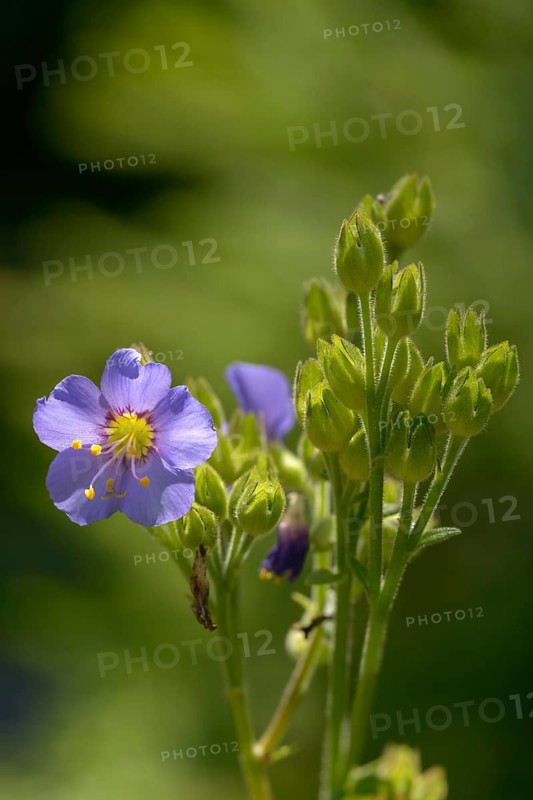 Jacob's ladder spec., polemonium boreale, boreal jacobs ladder, flora, high size, portrait, northern Jacob's ladde, plants, plants