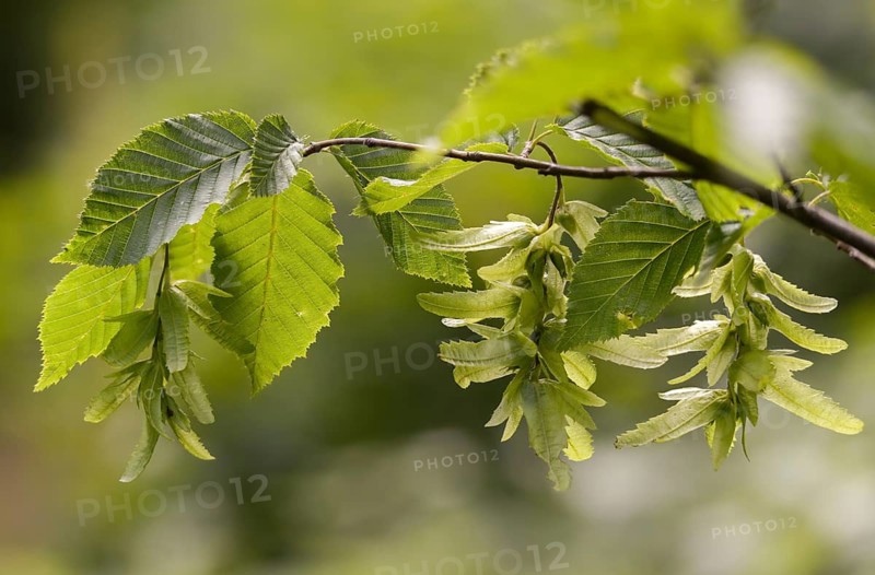 Betulaceae, birch family, Carpinus betulus, rosehip, hornbeam, hornbeam, hornbeam, hornbeam, tree, beech, trees, flora, plants, plants, seeds, tree