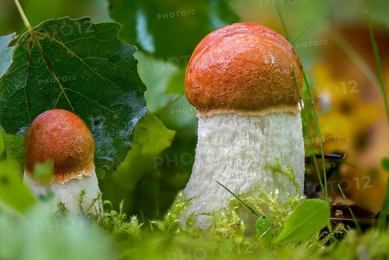 Oak redcap, aspen redcap, deciduous redcap, leccinum albostipitatum, leccinum aurantiacum, leccinum leucopodium, leccinum rufum, poplar redcap, red-capped scaber stalk, redskin bolete, redcap, white-stemmed redcap, fungi, fungus, mushrooms