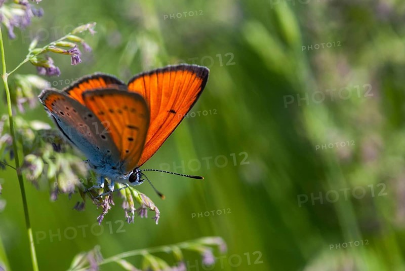 Large Copper, Lycaena Dispar, Bulgaria, Butterfly, Insects, Insects, Male, Butterfly, Butterflies