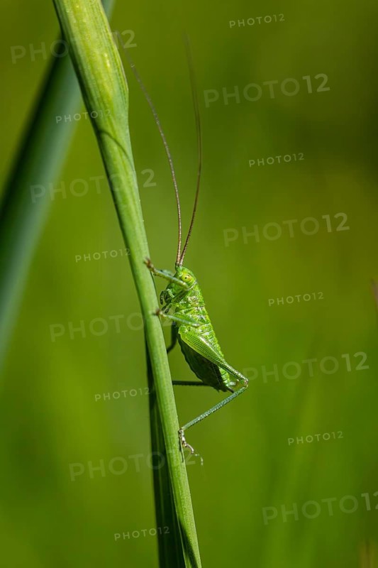 Close-up of a green grasshopper climbing a blade of grass, Meadow grasshopper (Chorthippus parallelus), grasshopper in the grass
