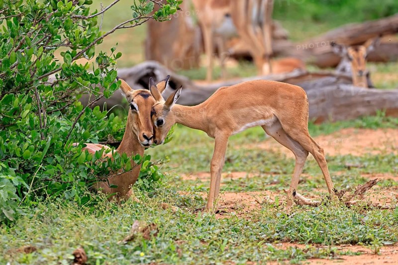 Black-heeled antelope (Aepyceros melampus), impala, adult, female, calf, mother with calf, social behaviour, alert, Kruger National Park, South Africa