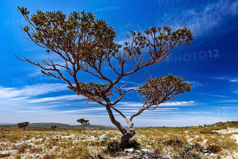 A tree rises in a dry desert landscape under a bright blue sky, the thornshrub savanna in the Caatinga countryside in the federal states of Pernambuco and Bahia in Brazil