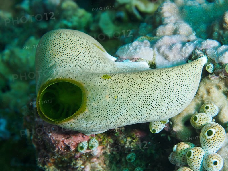 Green Urn Sea Squirt (Didemnum molle) in a living coral reef, Prapat dive site, Penyapangan, Bali, Indonesia