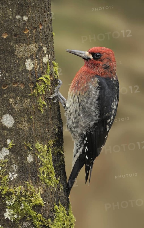Red-breasted Sapsucker (Sphyrapicus ruber), British Columbia, Canada