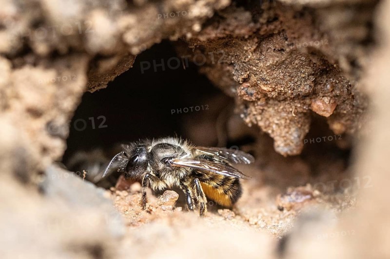 Yellow-banded wrinkle bee (Halictus scabiosae), Emsland, Lower Saxony, Germany