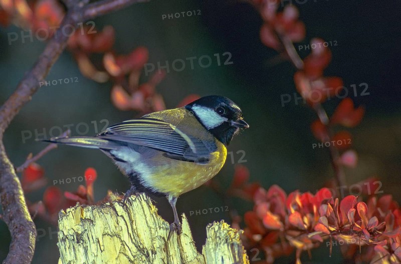 Great tit, great tit, parus major, birds, leo, tit, passeri, songbirds, songbirds, tits, birds