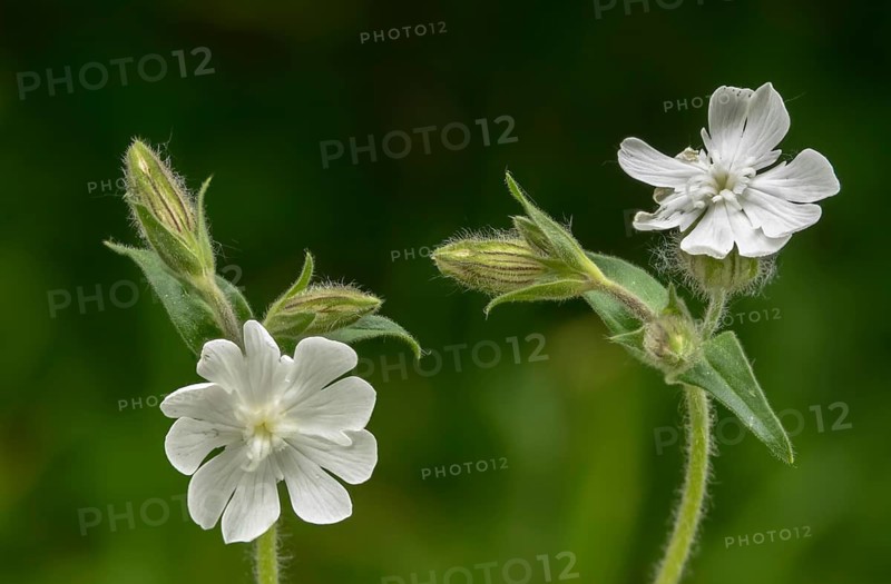 Caryophyllaceae, night carnation, clove family, silene latifolia, silene latifolia subsp alba, silene pratensis, white carnation, white clove, white glue herb, flora, plants, plants