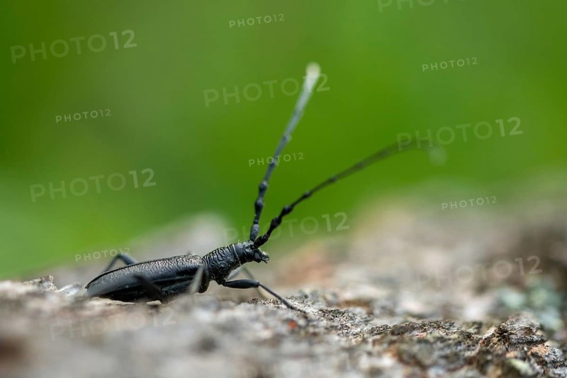 Beechbuck, beech spike, cerambycidae, cerambyx scopolii, small oakbuck, wrinkled buck, scopolis longhorn beetle, beetle, capricorn beetle, coleoptera, insects, beetles