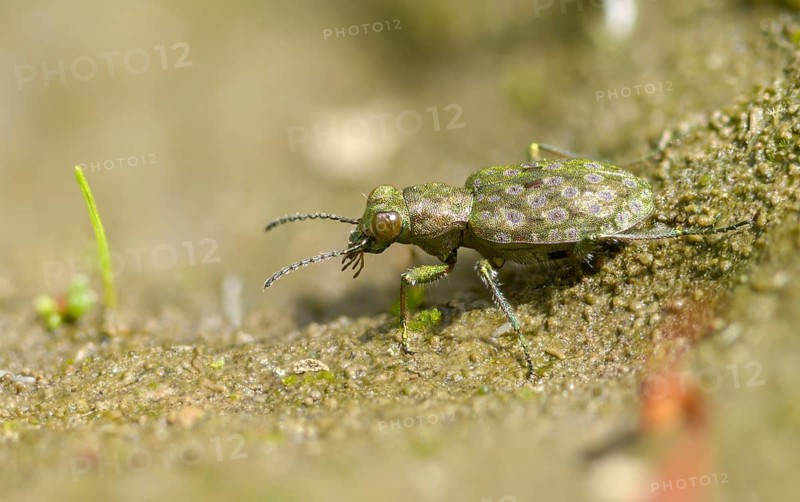Carabidae, Dull Greenish-Bronze Ground Beetle, Elaphrus Riparius, Common Rash Beetle, Green Socks Peacock, Small Sandpiper, Beetle, Coleoptera, Insects, Beetles, Ground Beetles