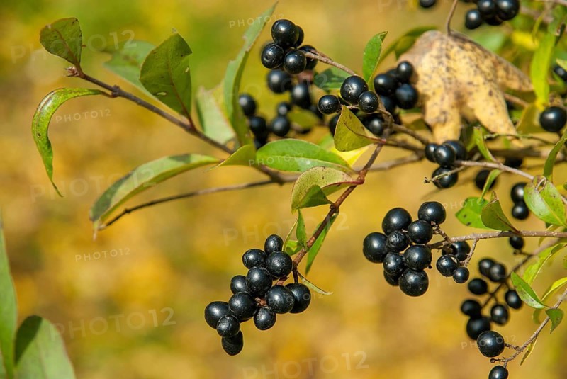 European privet, privet, privet, ligustrum vulgare, oleaceae, autumn, common privet, flora, fruits, autumn, plants, olive trees