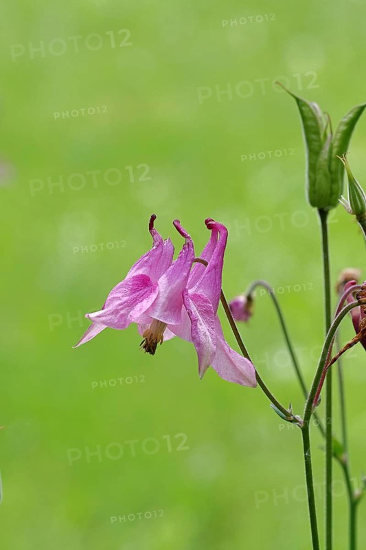 Common Columbine (Aquilegia vulgaris), pink flower at the edge of the wood, in spring, Wilnsdorf, North Rhine-Westphalia, Germany