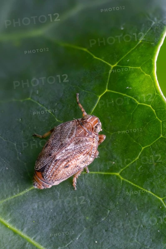 Real beetle cicada, Issus coleoptratus, beetle cicada, the planthopper, high size, portrait format, insects, cicadas