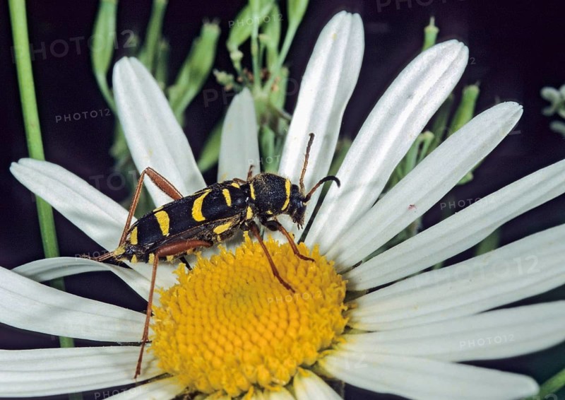 Clytus arietis, common ram ram, ram ram, beetle, longhorn, coleoptera, insects, insects, beetles, wasp beetle