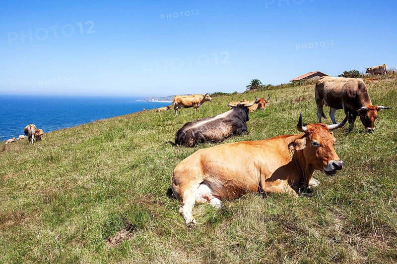 A herd of cows native of Pas graze on the slopes of San Vicente trail near Linera point in San vicente de la Barquera, a pleasent village in the Cantabric sea, Santander, Spain
