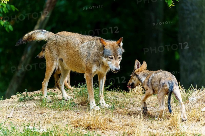 Timberwolf, wolf, American wolf (Canis lupus lycaon), Germany, an adult wolf playfully interacting with its pups in a natural environment