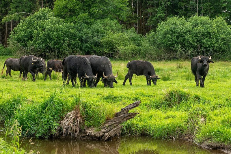 Bavaria, Bubalus Arnee, Even-töd Ungulate, Upper Palatinate, Paarhufer, Tirschenreuth, Waldnaab, Waldnaabaue, water buffalo, wild willows Waldnaabaue, extensive grazing, mammals, mammals
