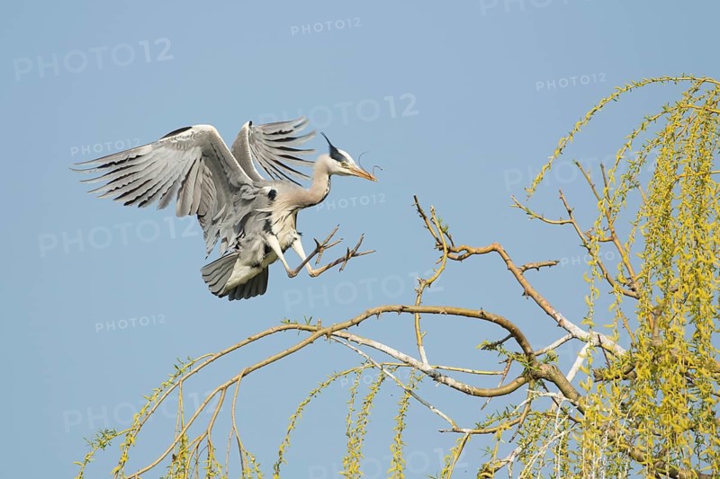 Grey Heron (Ardea cinerea) flying, Baden-Wuerttemberg, Germany