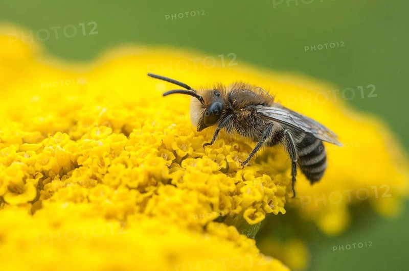 Colletes spec, hymenoptera, silkbee spec., insects, wild bees