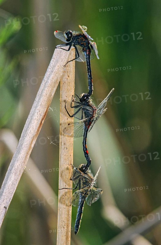 Leucorrhinia rubicunda, northern white-faced darter, ruby whiteface, abnormal, anisoptera, couple, damselflies, dragonflies, female, high size, portrait format, insects, leo, dragonflies, male, odonata, mating chain, female