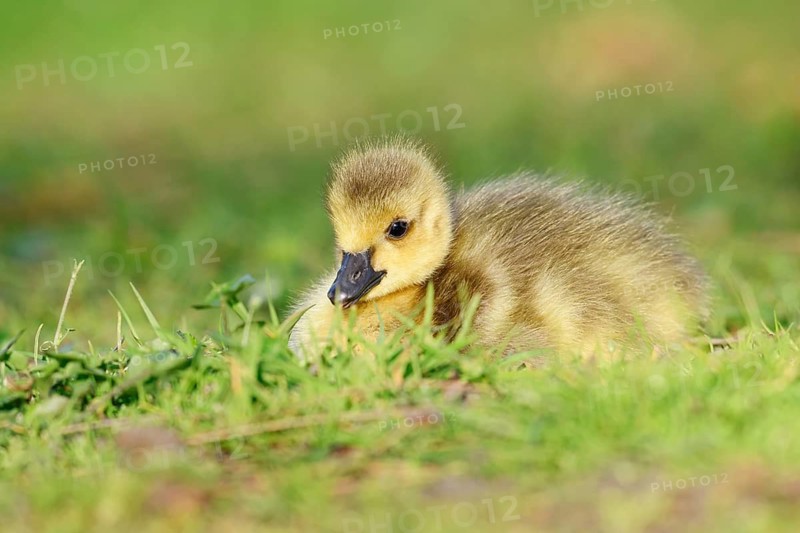 Canada goose (Branta canadensis), chick sitting in a meadow, North Rhine-Westphalia, Germany