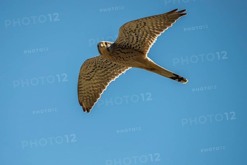 Falco tinnunculus, Common Kestrel, kestrel, birds, falconiformes, falcons, flying, flight, birds of prey, raptors, birds