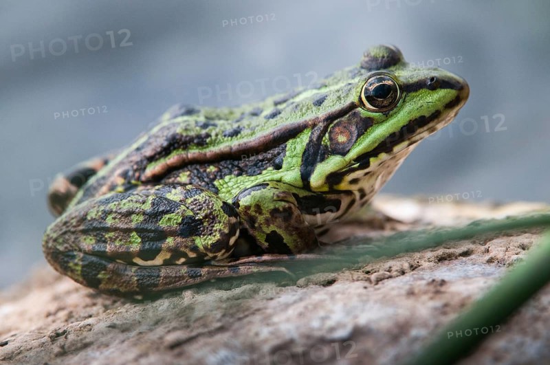 Marsh Frog, Pelophylax Ridibunda, Pelophylax Ridibundus, Rana Ridibunda, Sea Frog, Amphibian, Frog, Frog, Amphibian