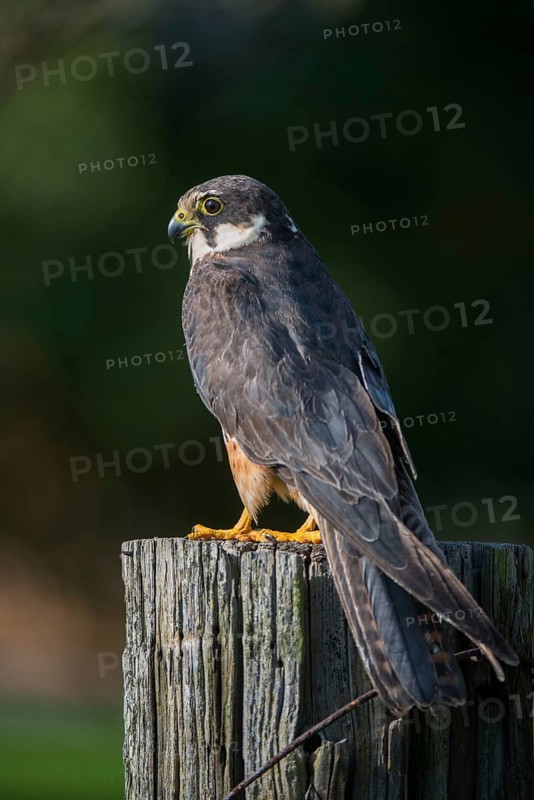 Tree falcon, falco subbuteo, hobby, birds, falcon, falconiformes, falcons, birds of prey, high size, portrait format, raptors, birds