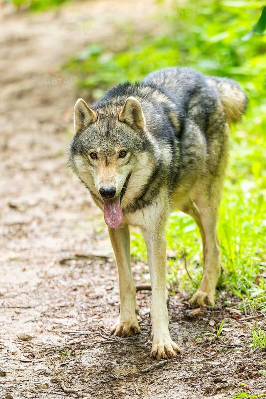 European gray wolf (Canis lupus lupus) in the forest, Germany