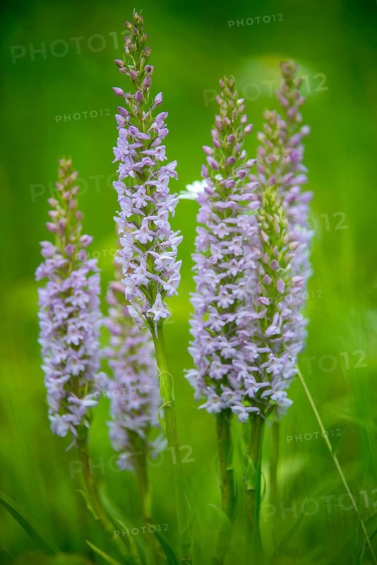 Toadwort, large händelwurt, gymnadenia conopsea, longspur händelwurt, orchidaceae, orchids, orchids, orchids, flora, fragrant orchid, high size, portrait format, händelwort, plants, plants