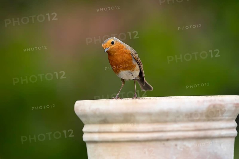 European robin (Erithacus rubecula) adult garden bird on a plant pot, England, United Kingdom
