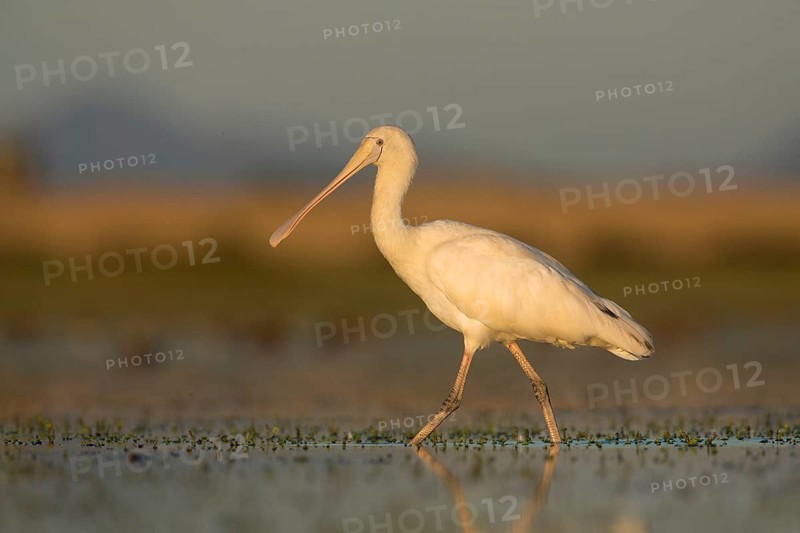 Yellow-billed Spoonbill (Platalea flavipes) foraging, Victoria, Australia