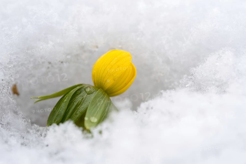 Eranthis hyemalis, buttercup family, ranunculaceae, winterling, flora, plants, plants, snow, winter, winter aconite