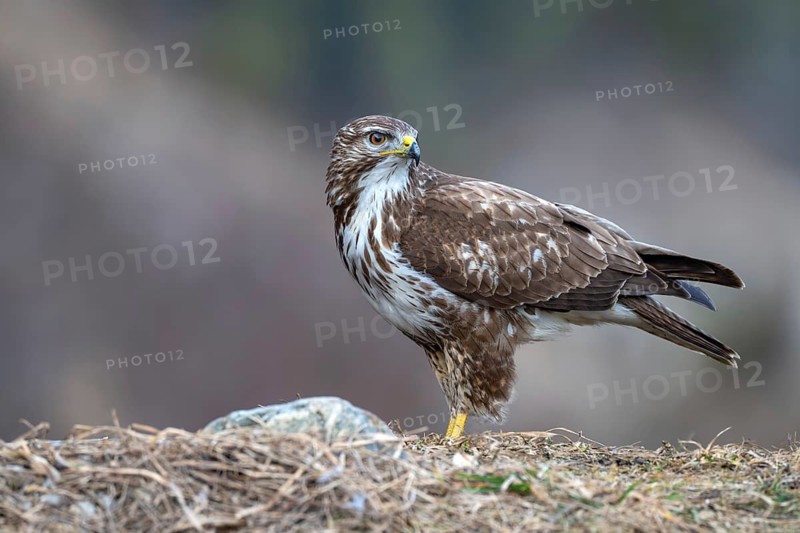 A common buzzard (Buteo buteo) perched on the ground, Terfens, Tyrol, Austria