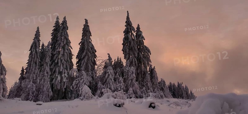 Snowy trees against a colorful orange sky create a romantic atmosphere, hiking in winter near Neuhaus am Rennweg, Rennsteig, Thuringian Forest nature park Park