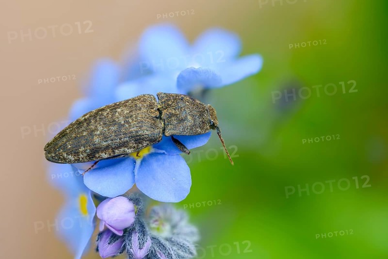 Agrypnus murinus, mouse-gray speedbeetle, mouse-gray speedbeetle, mousegrey click beetle, beetle, coleoptera, insects, beetles