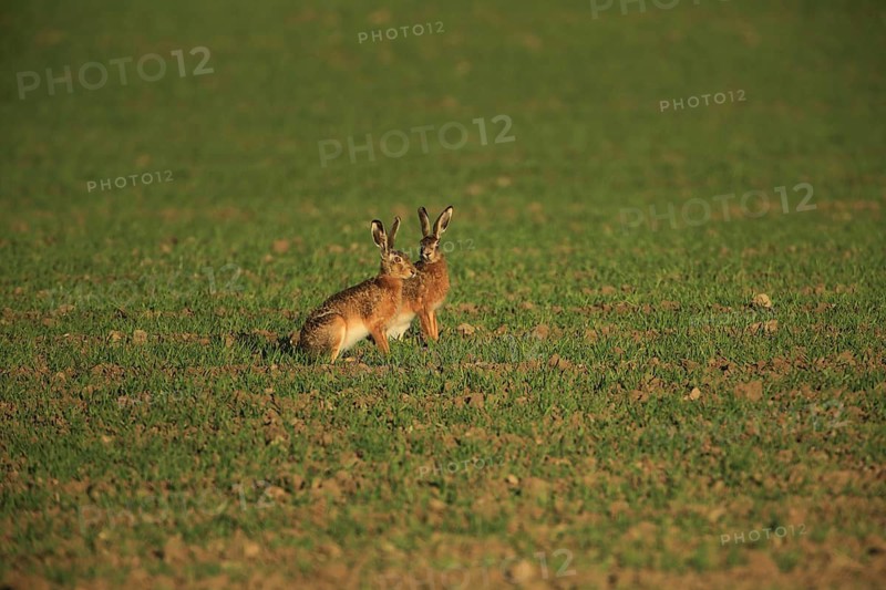 Two hares sit close together in a grassy field in the warm sunlight, a European hare (Lepus europaeus) sits in a green meadow, Mannheim, Baden-Württemberg, Germany