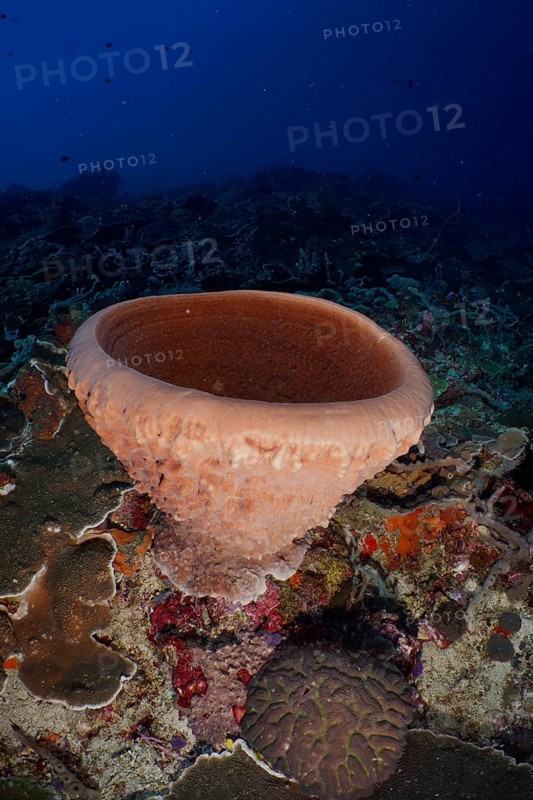 Barrel sponge (Xestospongia testudinaria) on the seabed of a coral reef, dive site SD, Nusa Ceningan, Nusa Penida, Bali, Indonesia