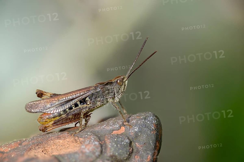 Acrididae, caelifera, field locusts, gomphocerinae, grasshoppers, short-feeler, nightingale grasshopper, bow-winged grasshopper, chorthippus biguttulus, grasshoppers, grasshoppers, insects, male, male