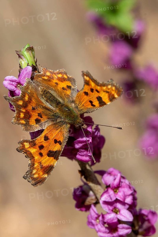 C-butterfly, Daphne Mezereum, real Daphne, February Daphne, common Daphne, common Daphne, common Daphne, Cellar neck, Nymphalis C-album, Polygonia C-album, Daphne, Sparrow tongues, Thymelaeaceae, Butterfly, Flora, spring, high size, portrait format, insects, mezereon, mezereon Eum, plants, butterflies, spring, spurge laurel, spurge olive, butterflies