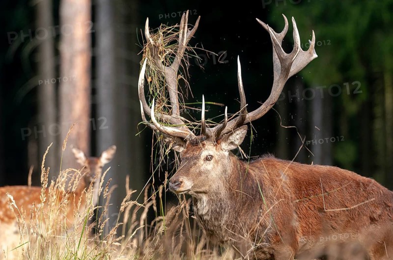 Artiodactyla, Cervus Elaphus, even-toed ungulate, cloven-hoofed, red deer, red deer, rotting, deer, mammals, mammals