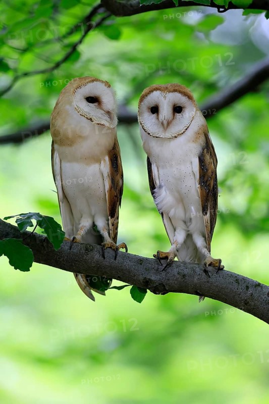 Barn owl (Tyto alba), adult, pair, vigilant, on tree, in summer, Šumava, Czech Republic