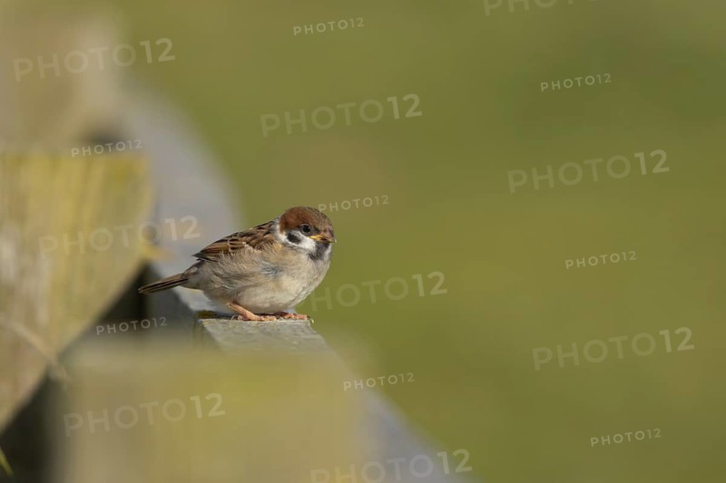 Tree sparrow (Passer montanus) juvenile baby bird on a fence, England, United Kingdom