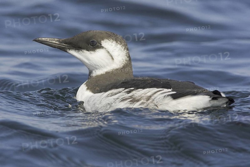 Common Murre (Uria aalge), Newfoundland, Canada