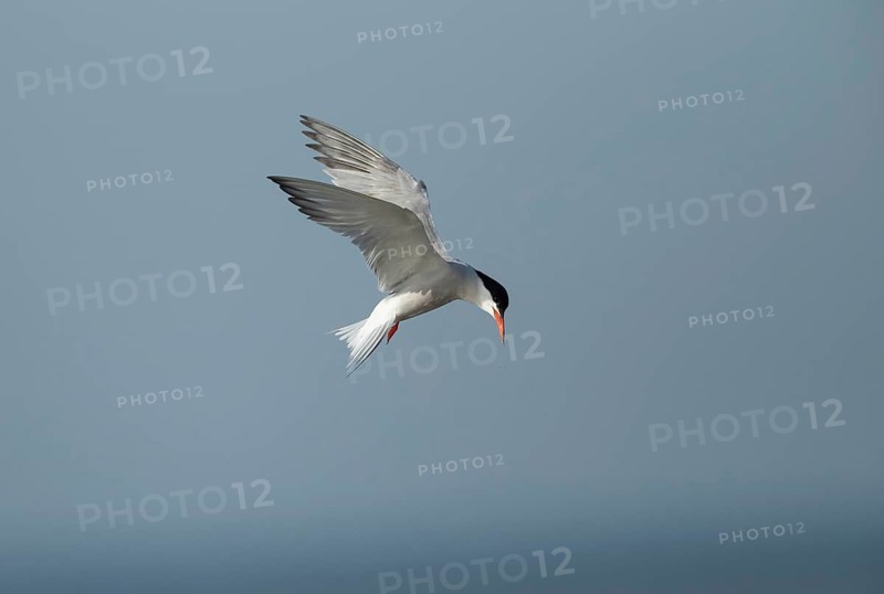 Common tern (Sterna hirundo) adult bird hovering in flight, Suffolk, England, United Kingdom